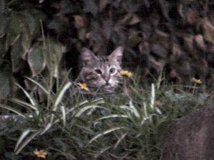 LilGreyCat(After)