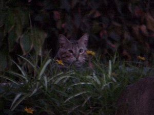 LilGrayCat(Before)